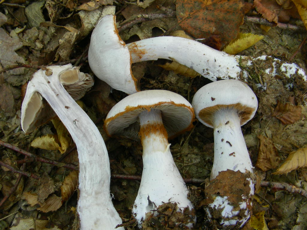 Cortinarius lebretonii.
